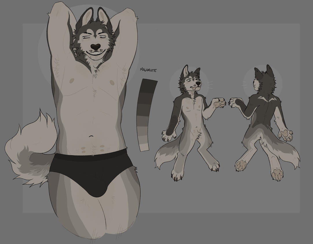 Reference sheet of Sam, an Alaskan malamute dog.